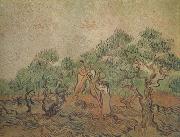 Vincent Van Gogh, Olive Picking (nn04)